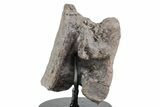 Fossil Phytosaur Vertebra with Stand - Arizona #353414-3